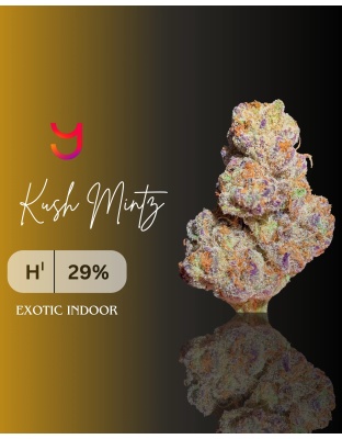 Kush Mintz